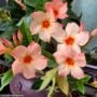 Mandevilla – Sun Parasol® Giant Peach Sunrise – 6″ Pot (Hoop)